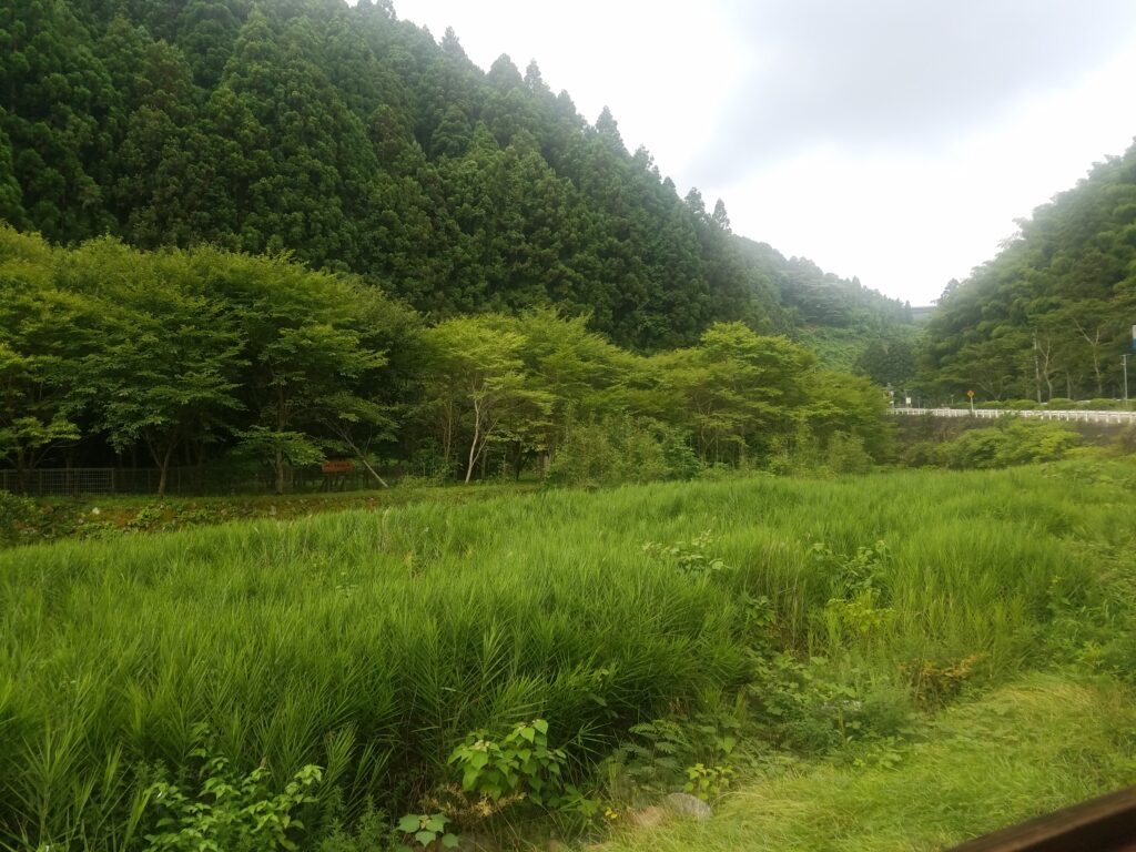 地鶏食堂の店内から見た外の風景